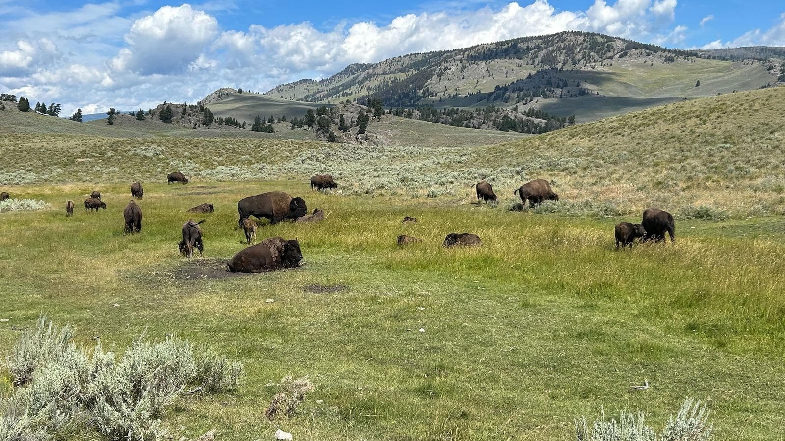 Journeys: Iconic Wildlife of Yellowstone and Grand Teton (United States), a tour by G Adventures