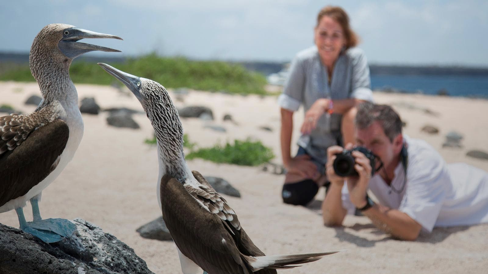 The Galápagos: Wildlife of Santa Cruz & Isabela Islands (Ecuador), a tour by G Adventures