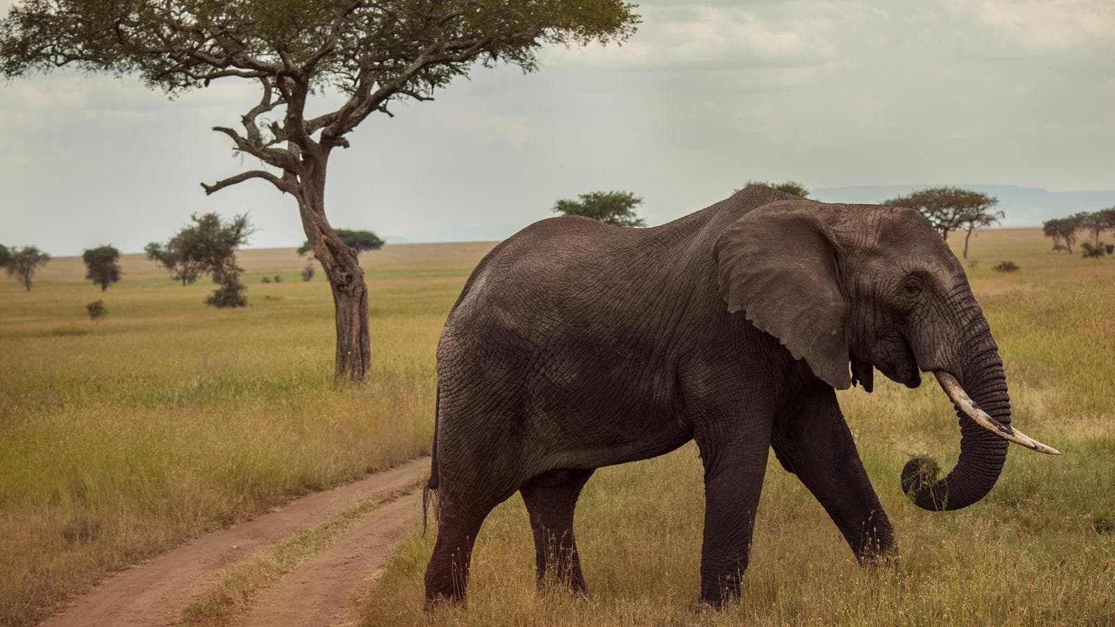 Victoria Falls & Serengeti Overland: Lakes & Landos (Tanzania), a tour by G Adventures