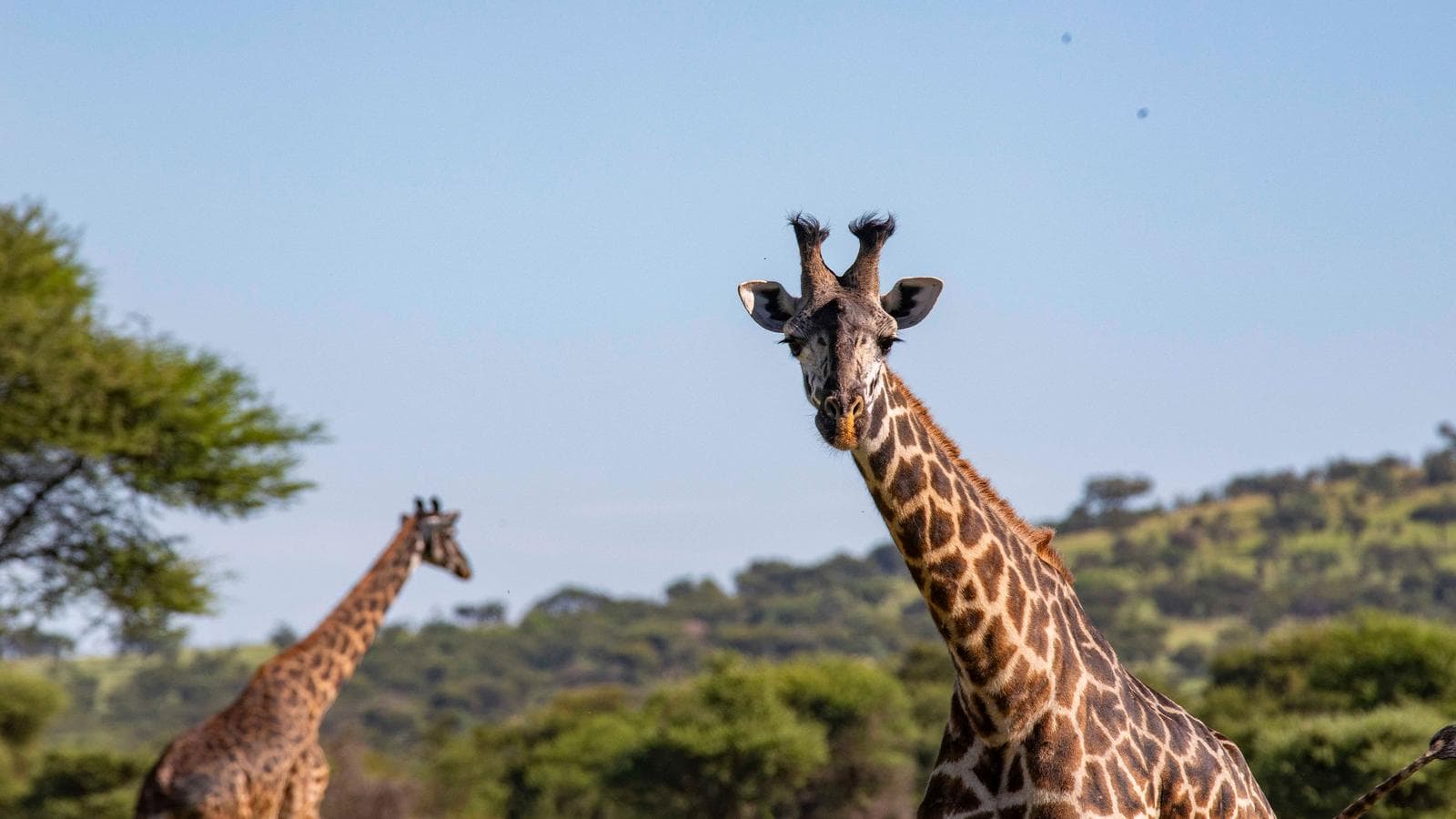Zimbabwe to Kenya Overland Safari & Participation Camping (Tanzania), a tour by G Adventures