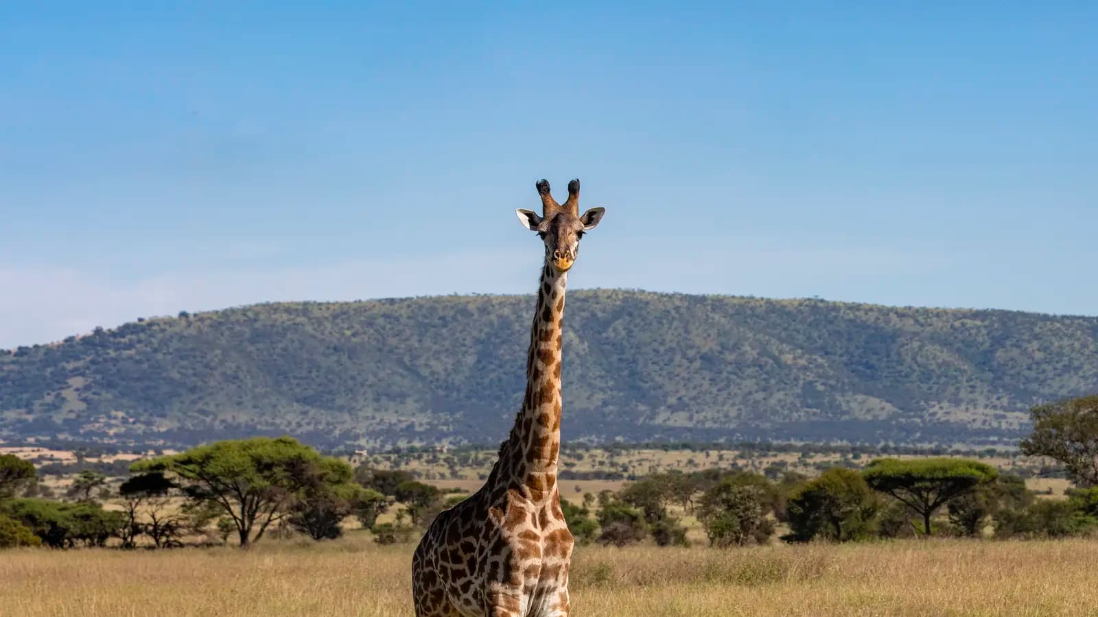 Incredible Tanzania: Serengeti to Zanzibar, a tour by G Adventures