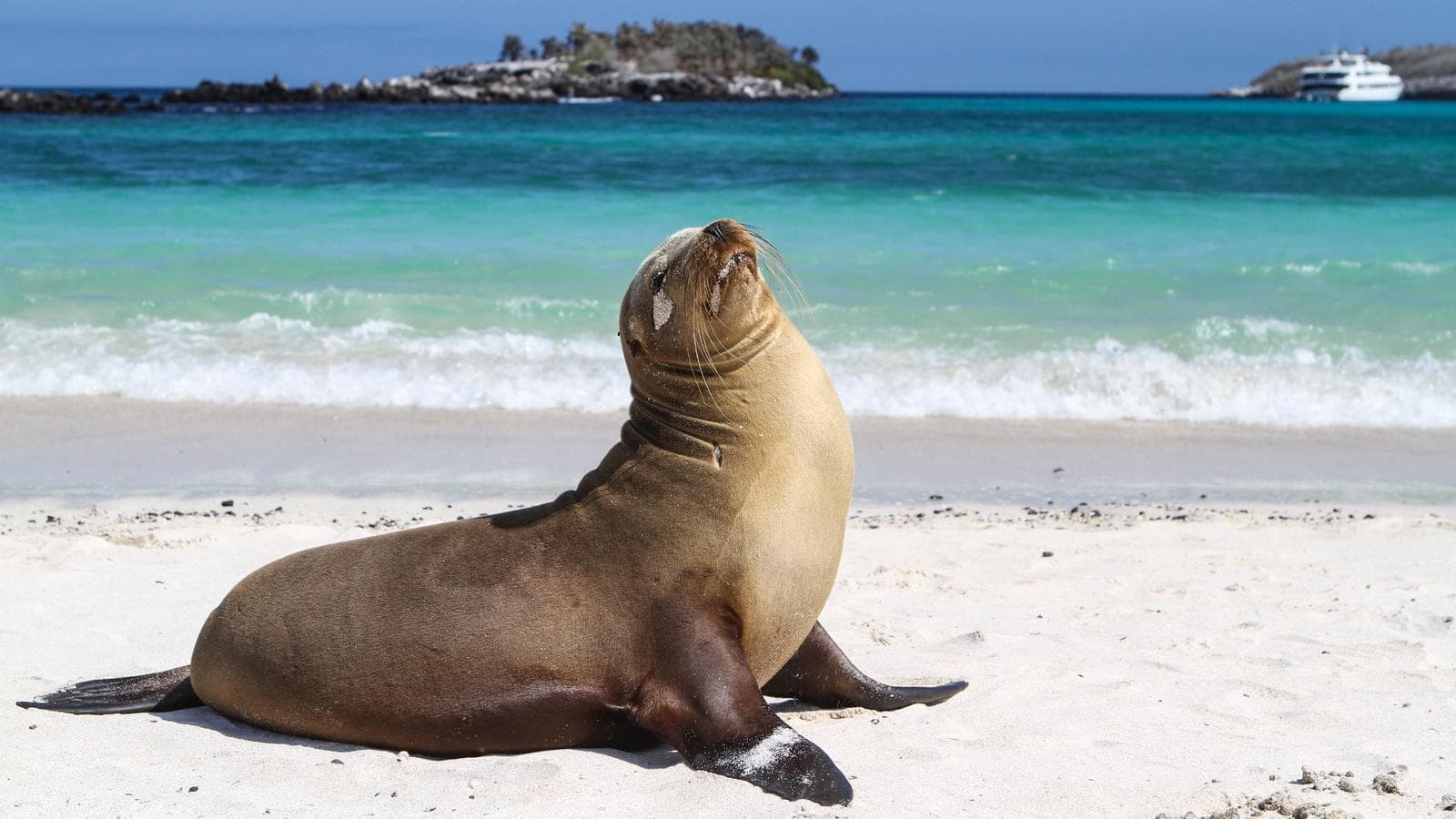 Galápagos — North, West & Central Islands aboard the Yolita (Ecuador), a tour by G Adventures