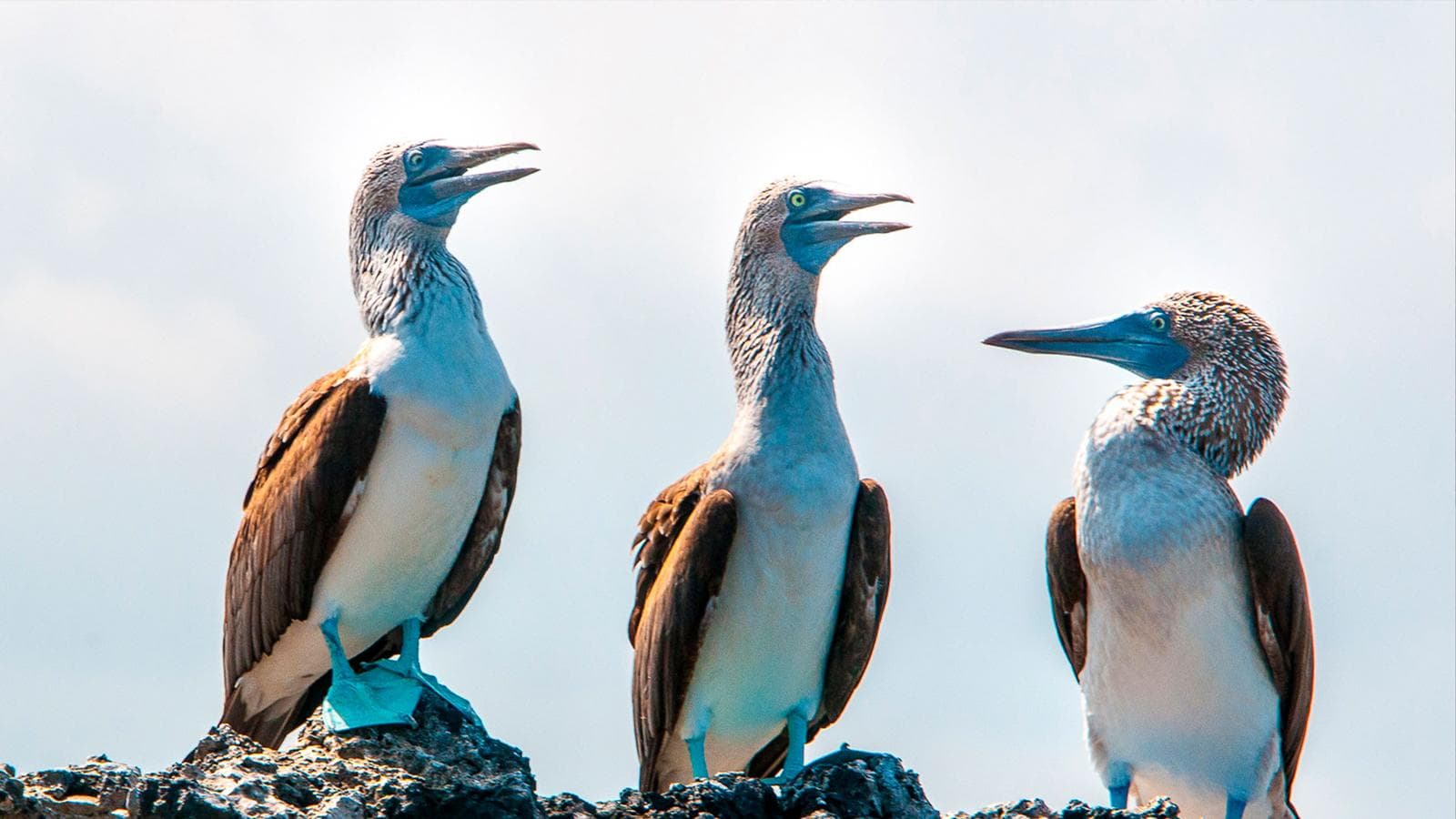 Galápagos – West and Central Islands aboard the Reina Silvia Voyager (Cruise Only) (Ecuador), a tour by G Adventures