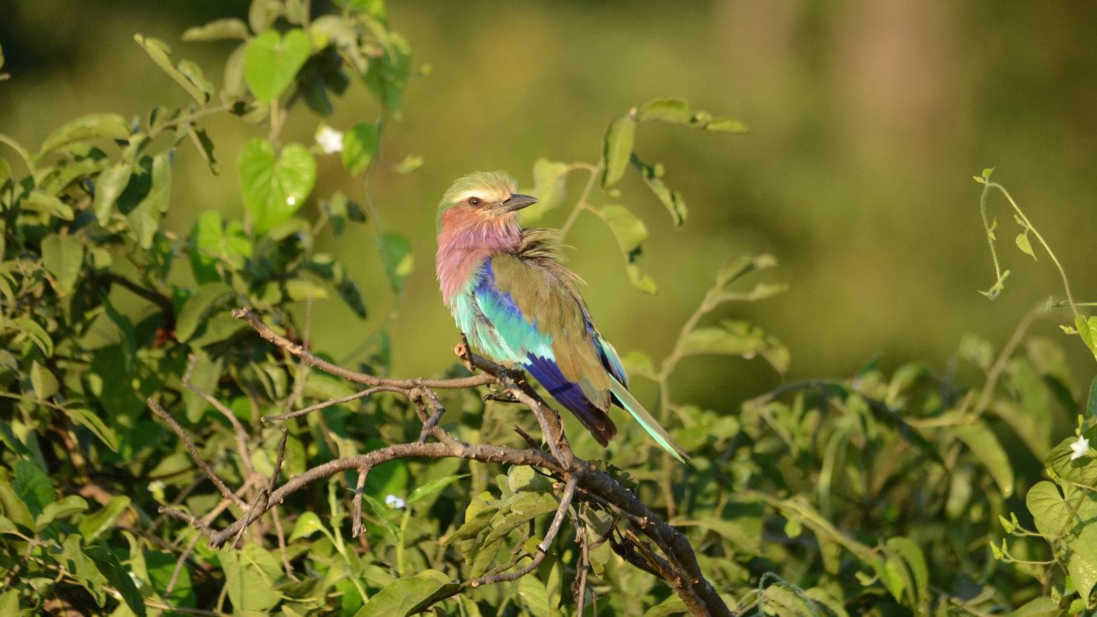 Journeys: Botswana & Zimbabwe Safari, a tour by G Adventures