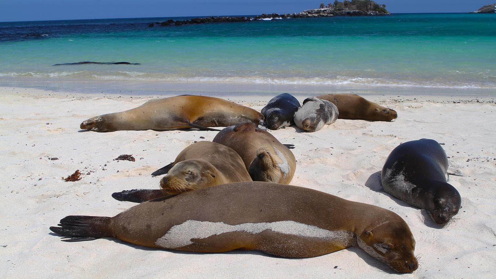 Galápagos — West & Central Islands aboard the Eden (Ecuador), a tour by G Adventures
