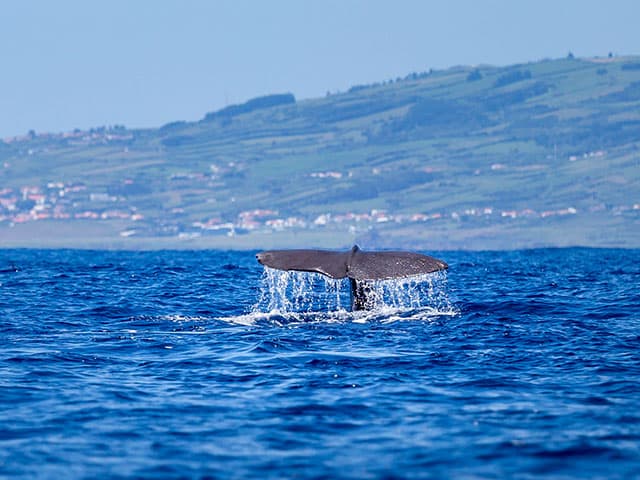 Volcanic Islands of the Azores & Madeira (Portugal), a cruise by Fred. Olsen Cruise Lines