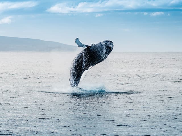 Whales & Wonders of Iceland, a cruise by Fred. Olsen Cruise Lines