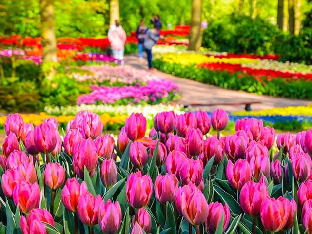 Netherlands Tulip Season with Belgium, a cruise by Fred. Olsen Cruise Lines