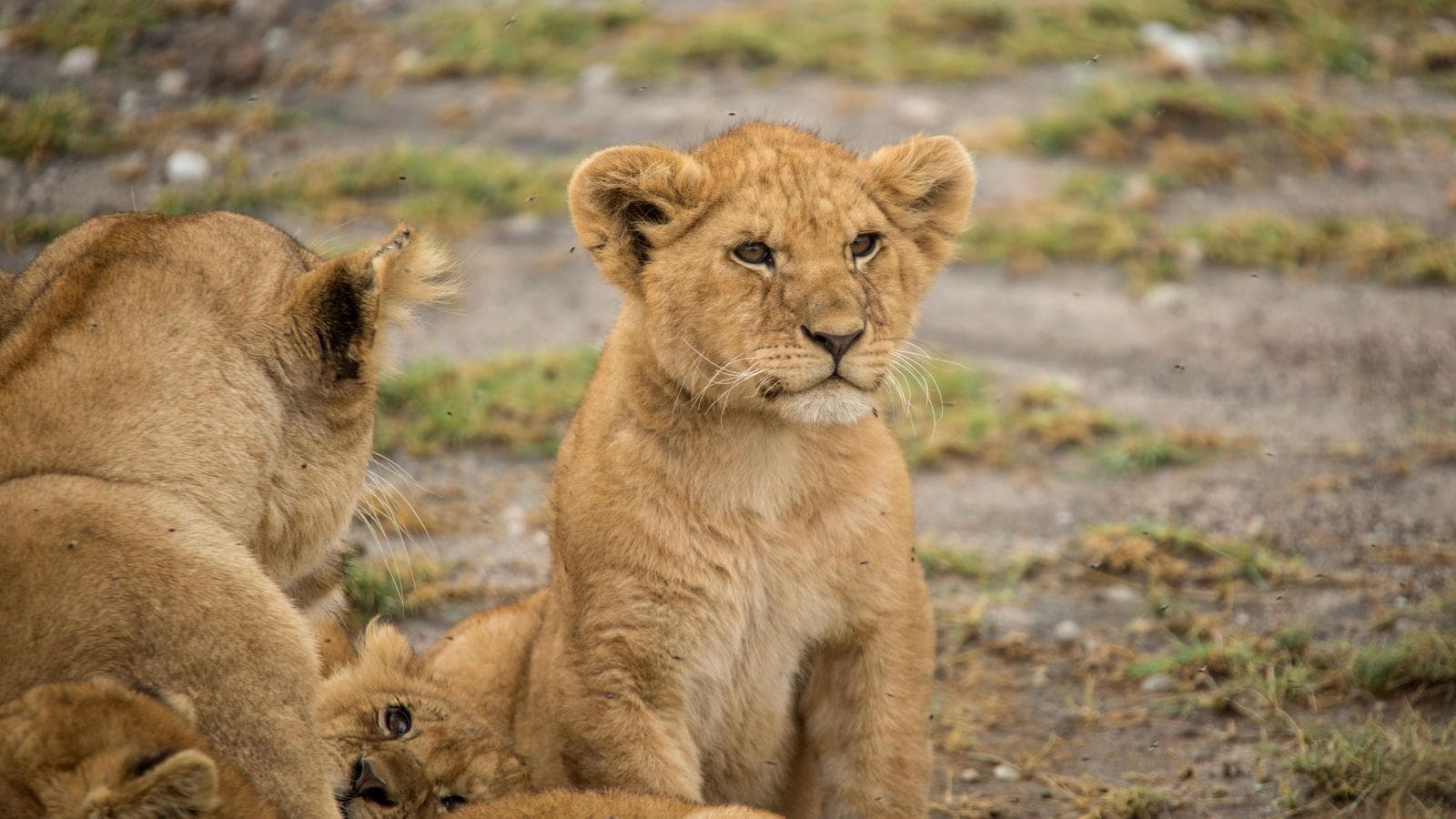 Tanzania Family Journey: A Serengeti Safari, a tour by G Adventures