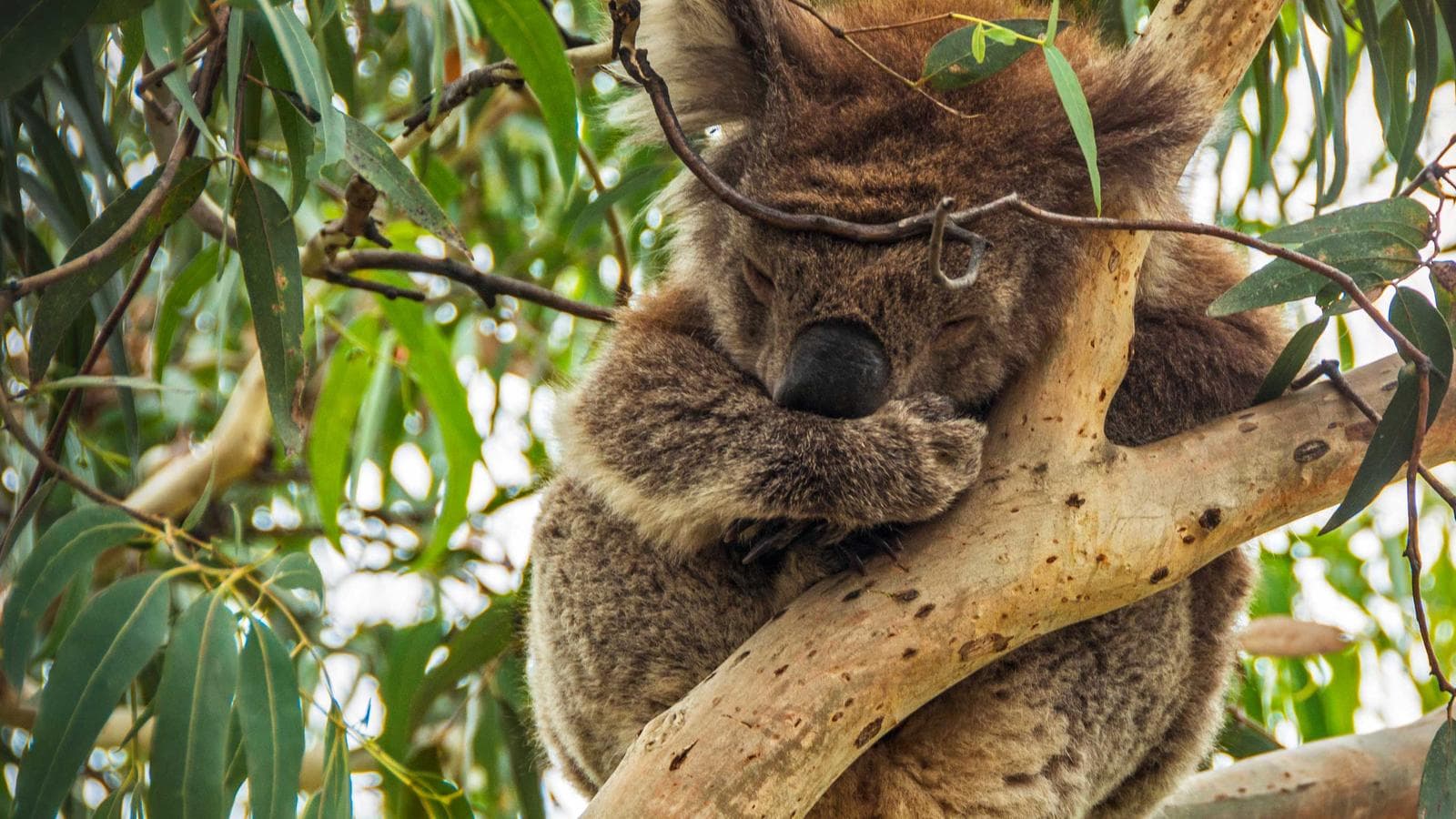 Highlights of Australia and New Zealand, a tour by G Adventures
