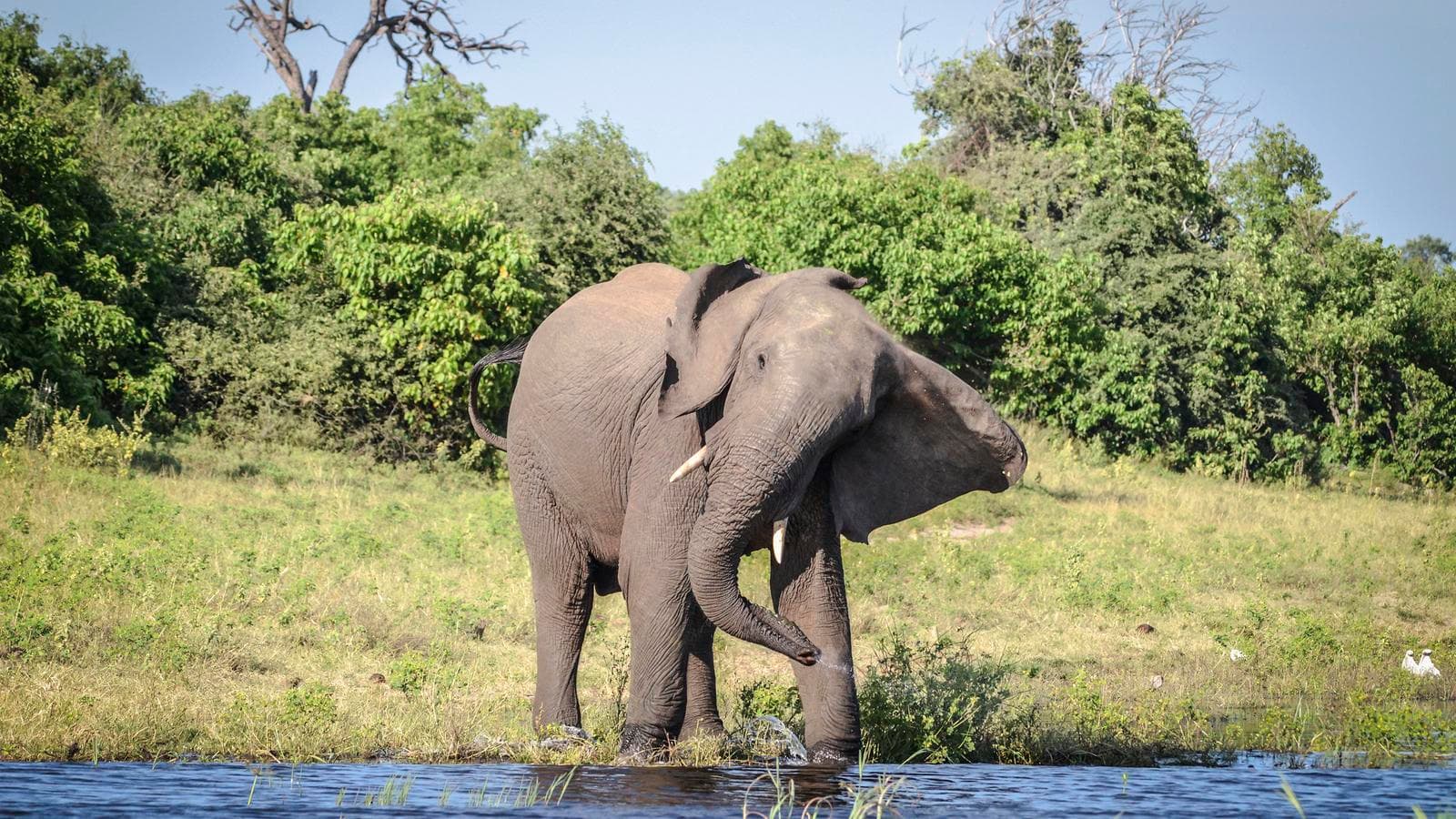 Zimbabwe and Botswana: Chobe, Hwange & the Wildlife of Victoria Falls, a tour by G Adventures