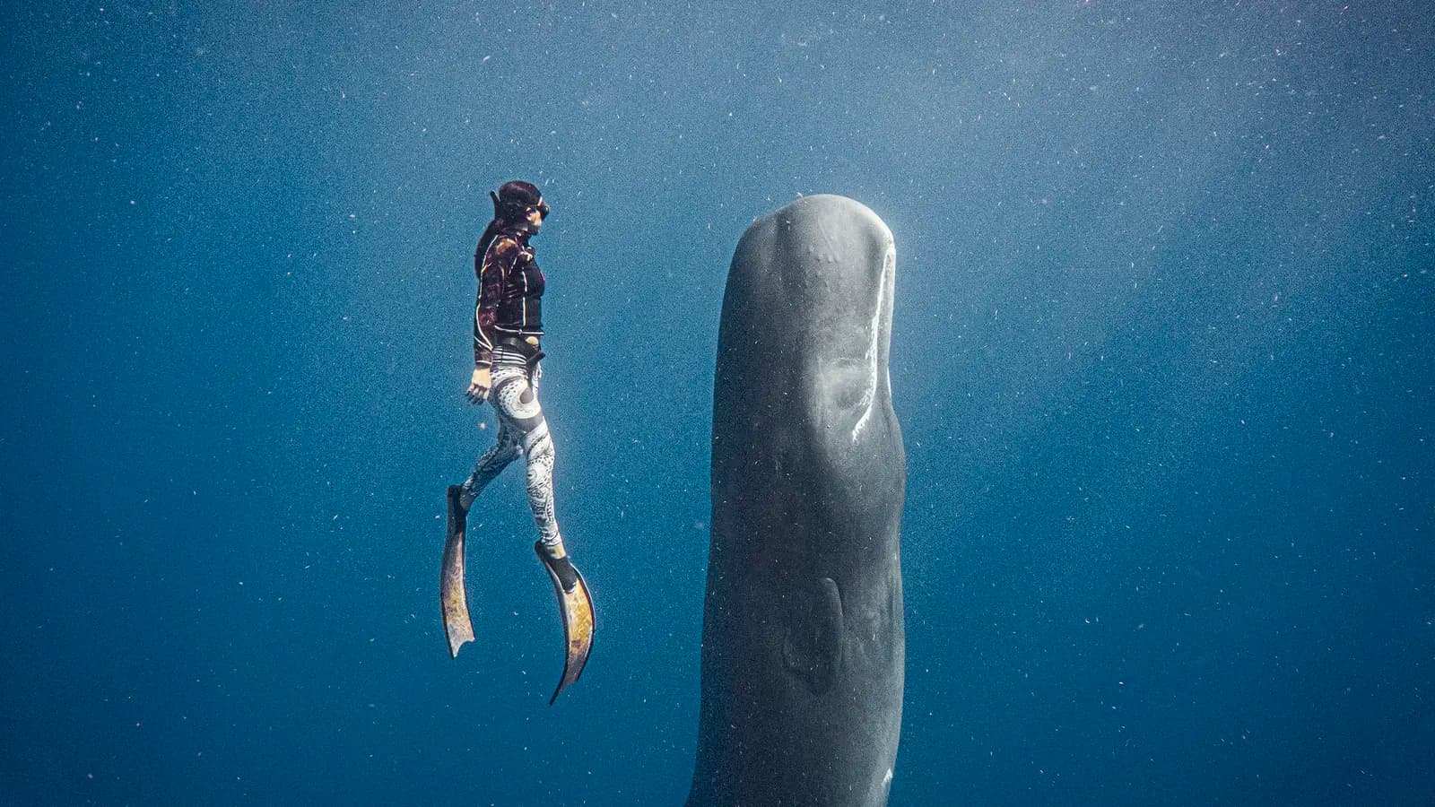 Dominica: Whales, Waterfalls & the Wild Caribbean, a tour by G Adventures