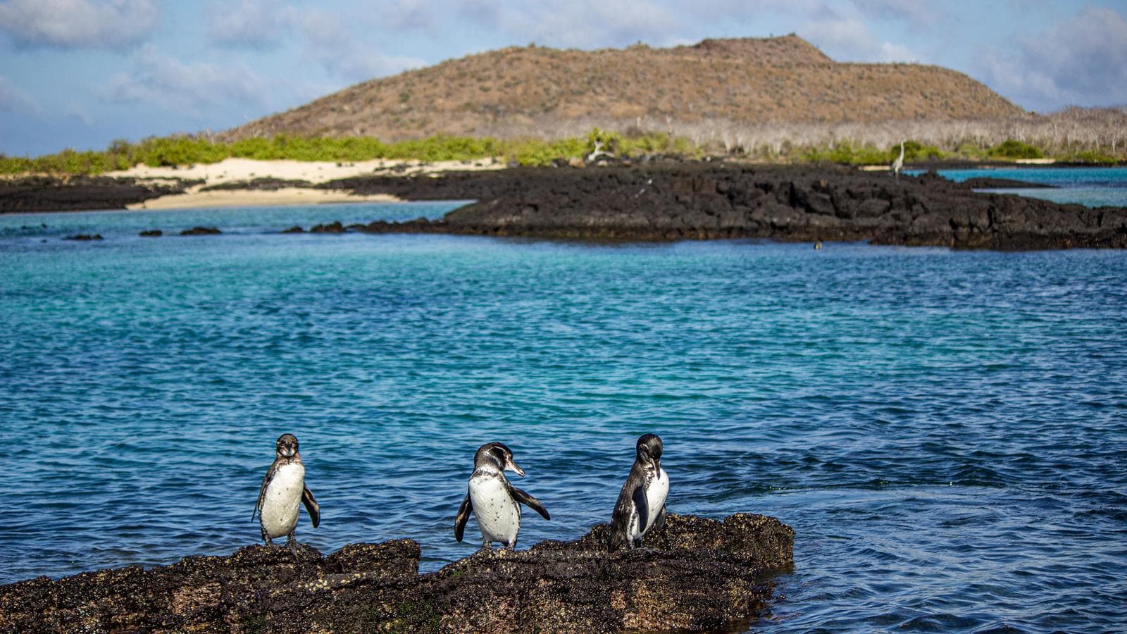 Galápagos – Central and East Islands aboard the Reina Silvia Voyager (Ecuador), a tour by G Adventures