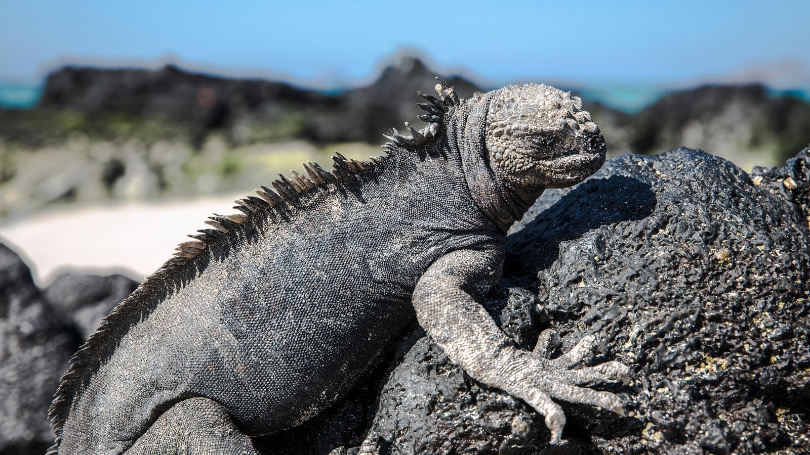Galápagos — North & Central Islands aboard the Eden (Ecuador), a tour by G Adventures
