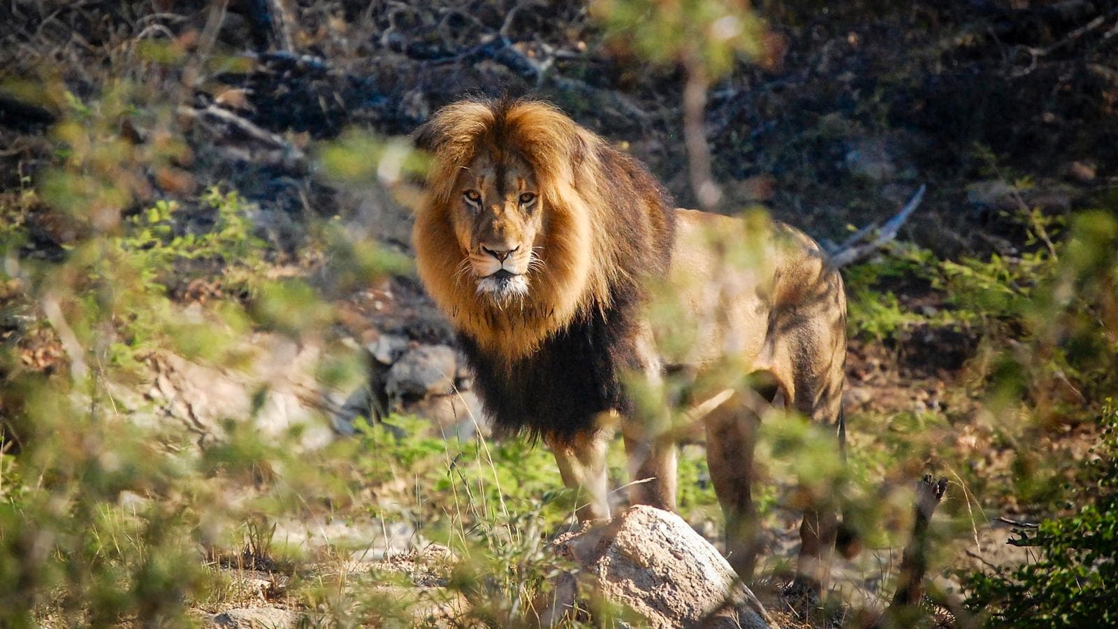 Cape Town, Kruger & Zimbabwe (Botswana), a tour by G Adventures