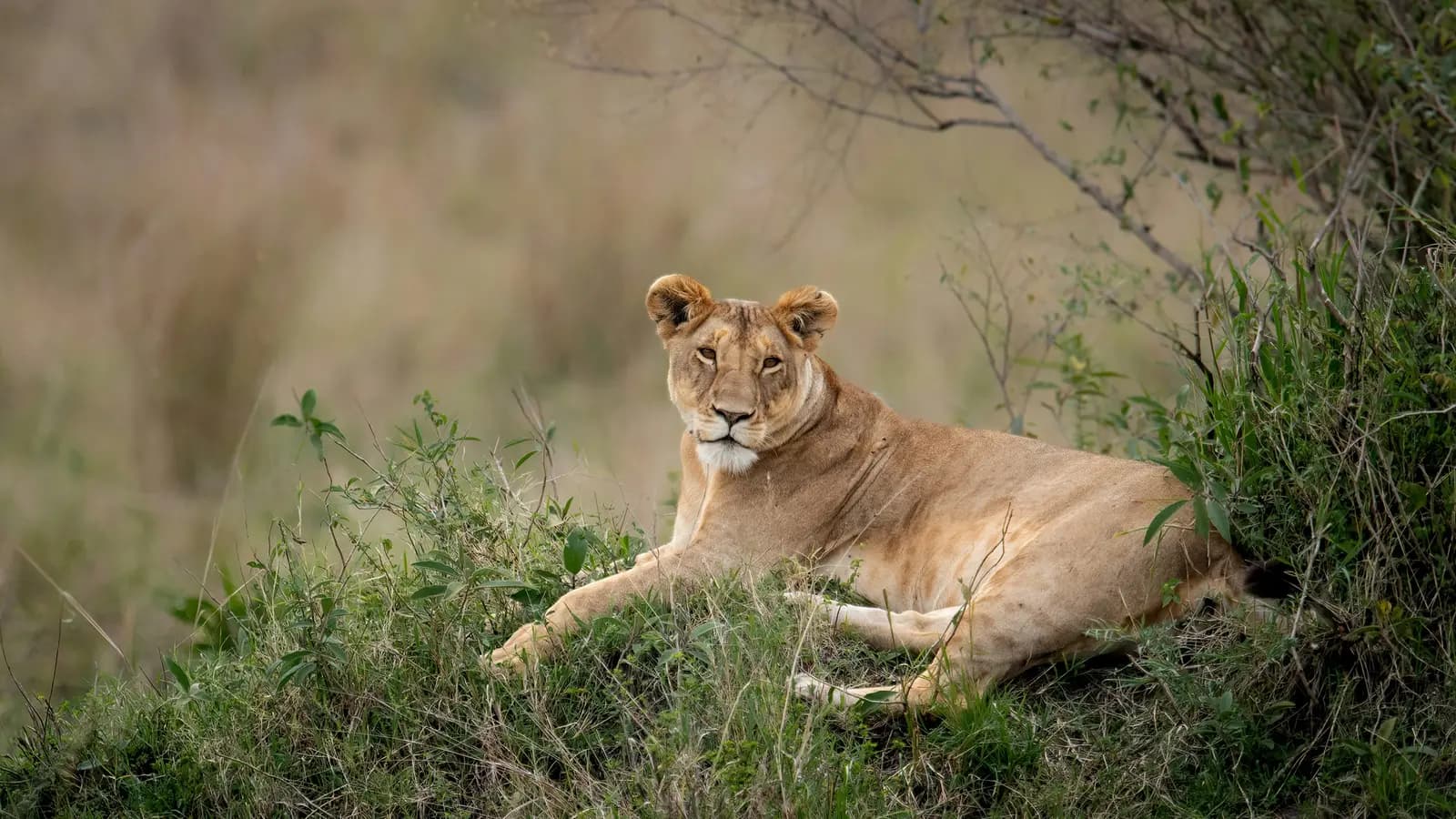 Signature: South Africa's Kruger National Park, a tour by G Adventures