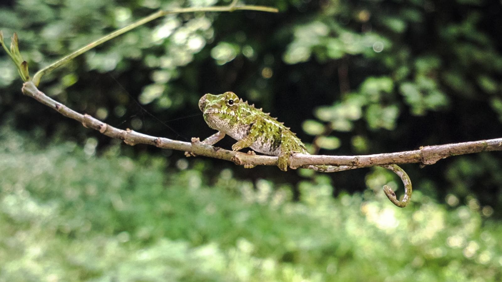 Highlights of Madagascar, a tour by G Adventures