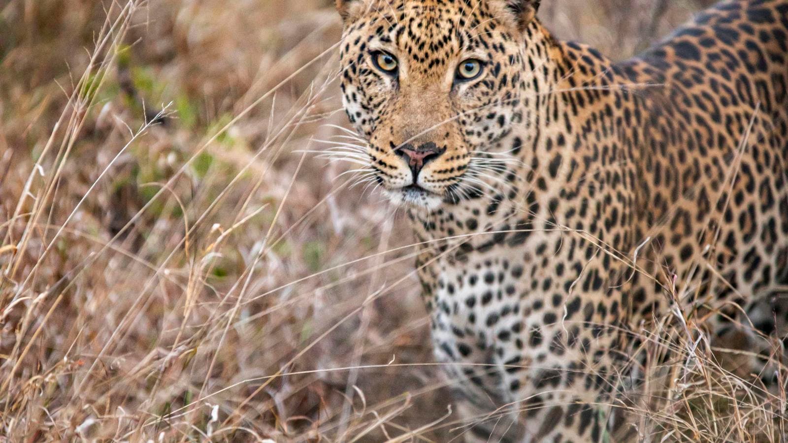 Kruger in Depth (South Africa), a tour by G Adventures