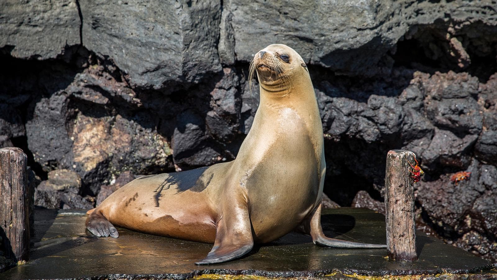 Galápagos — East, Central, & West Islands aboard the Eden (Ecuador), a tour by G Adventures