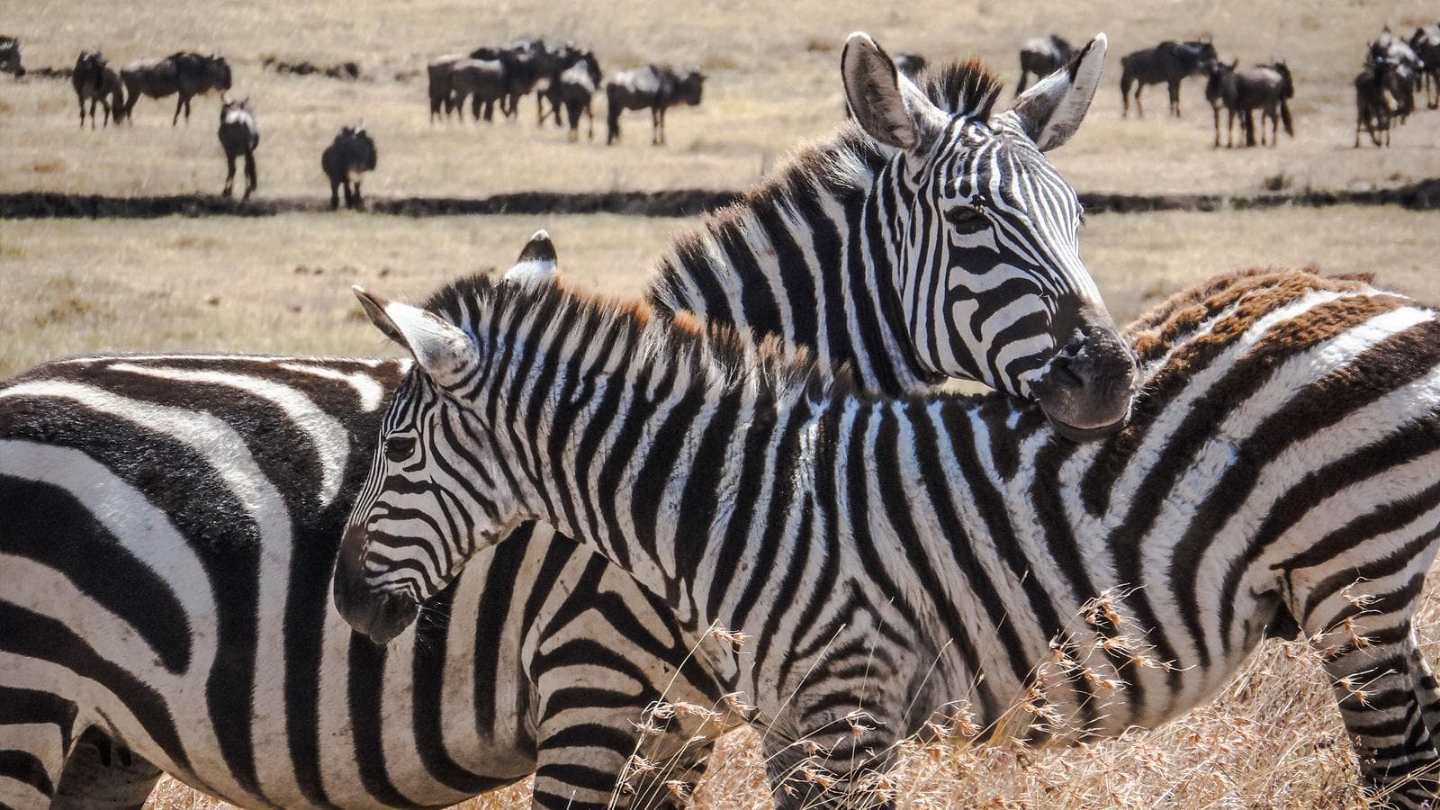 Kenya Camping Safari, a tour by G Adventures