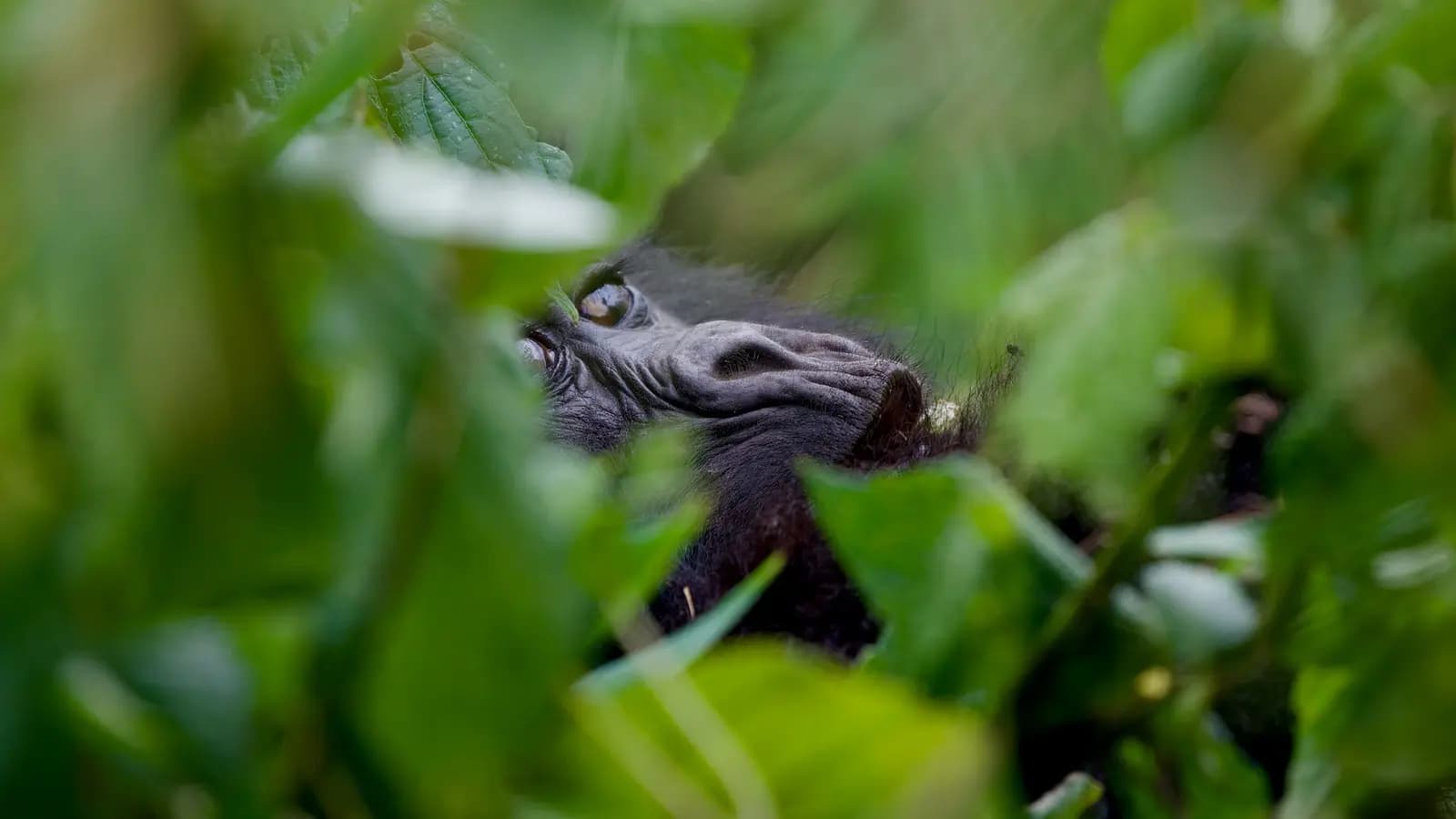 Signature: Kenya & Rwanda — From the Mara to the Mist, a tour by G Adventures