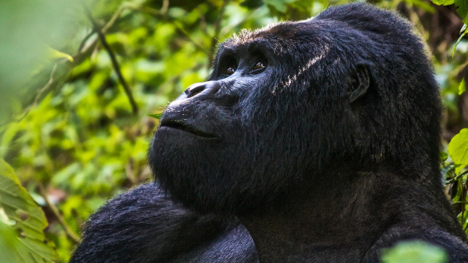 Uganda Overland: Gorillas & Chimps, a tour by G Adventures