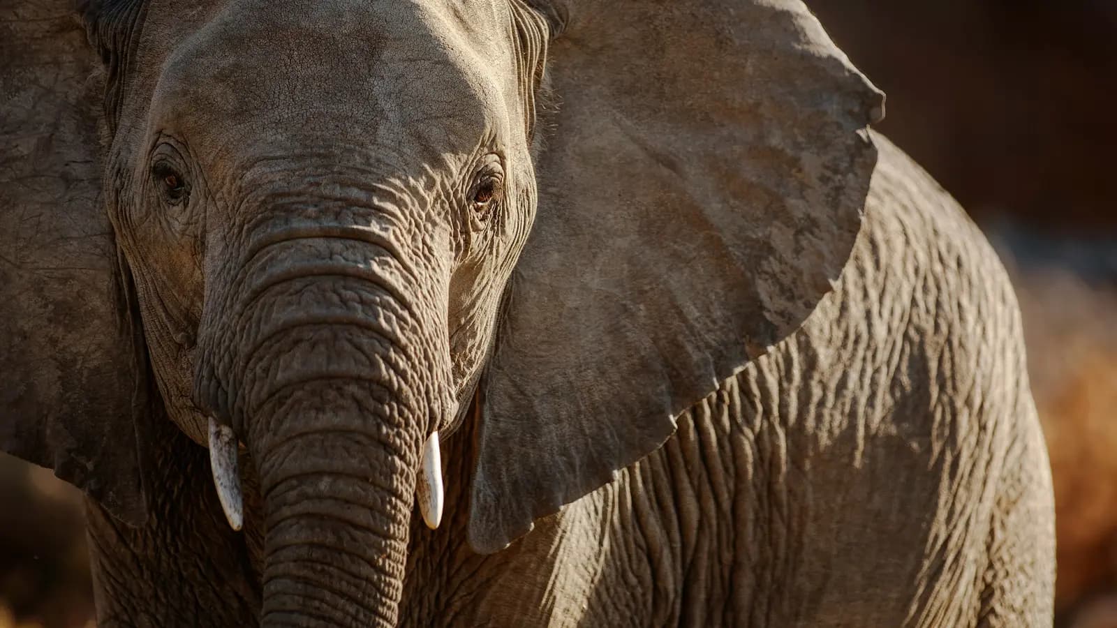 Signature: South Africa from Cape Town to Kruger, a tour by G Adventures