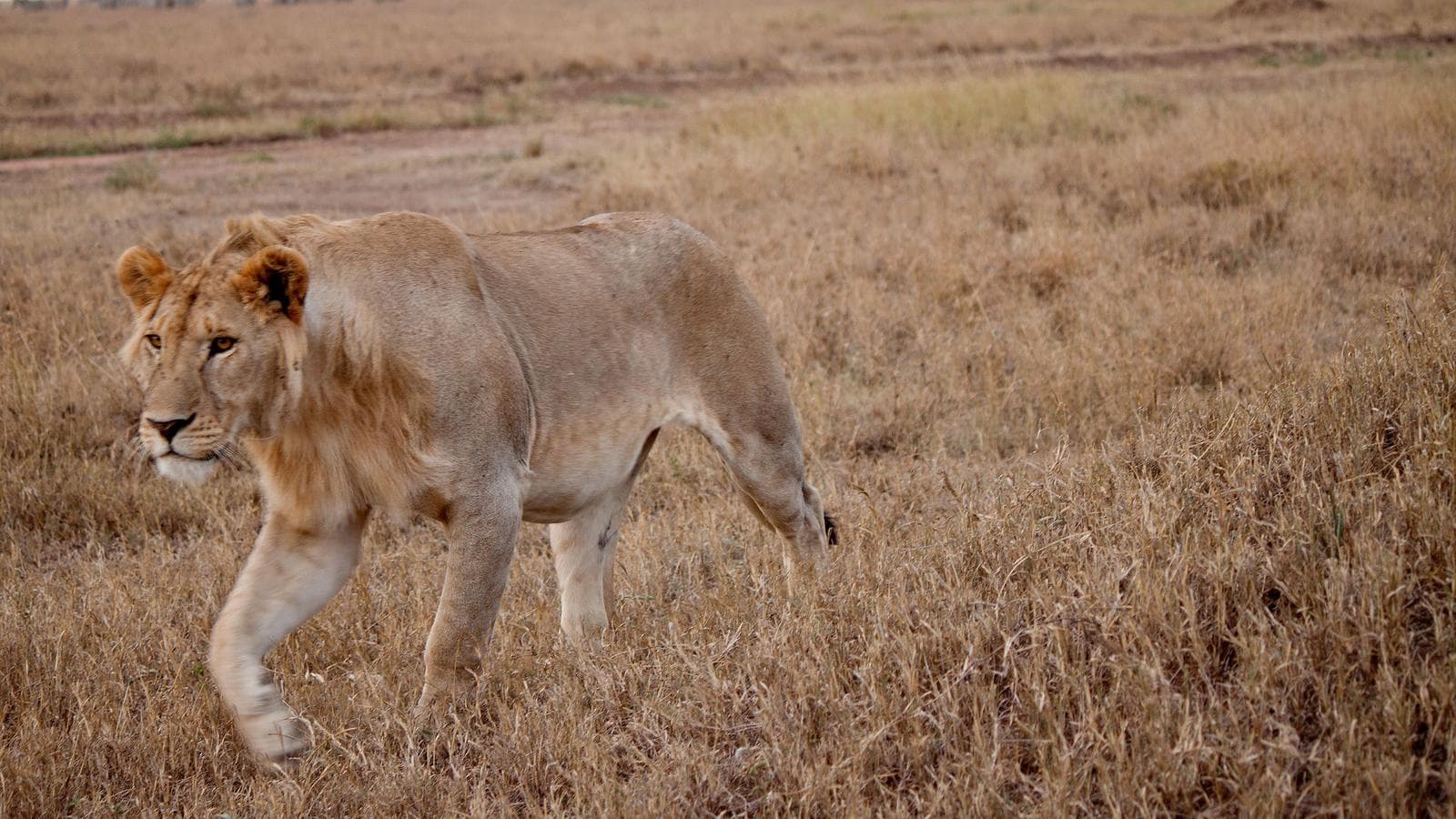 Serengeti to Victoria Falls Overland: Night Stars & Spices (Tanzania), a tour by G Adventures