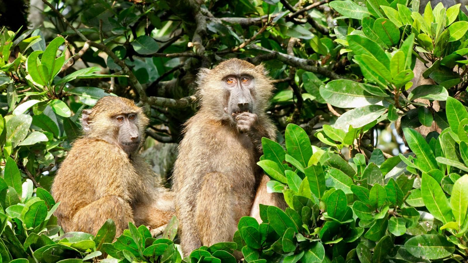 East Africa In-Depth (Uganda), a tour by G Adventures