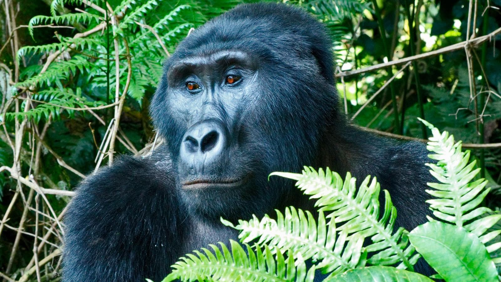 Masai Mara & Gorilla Adventure (Uganda), a tour by G Adventures