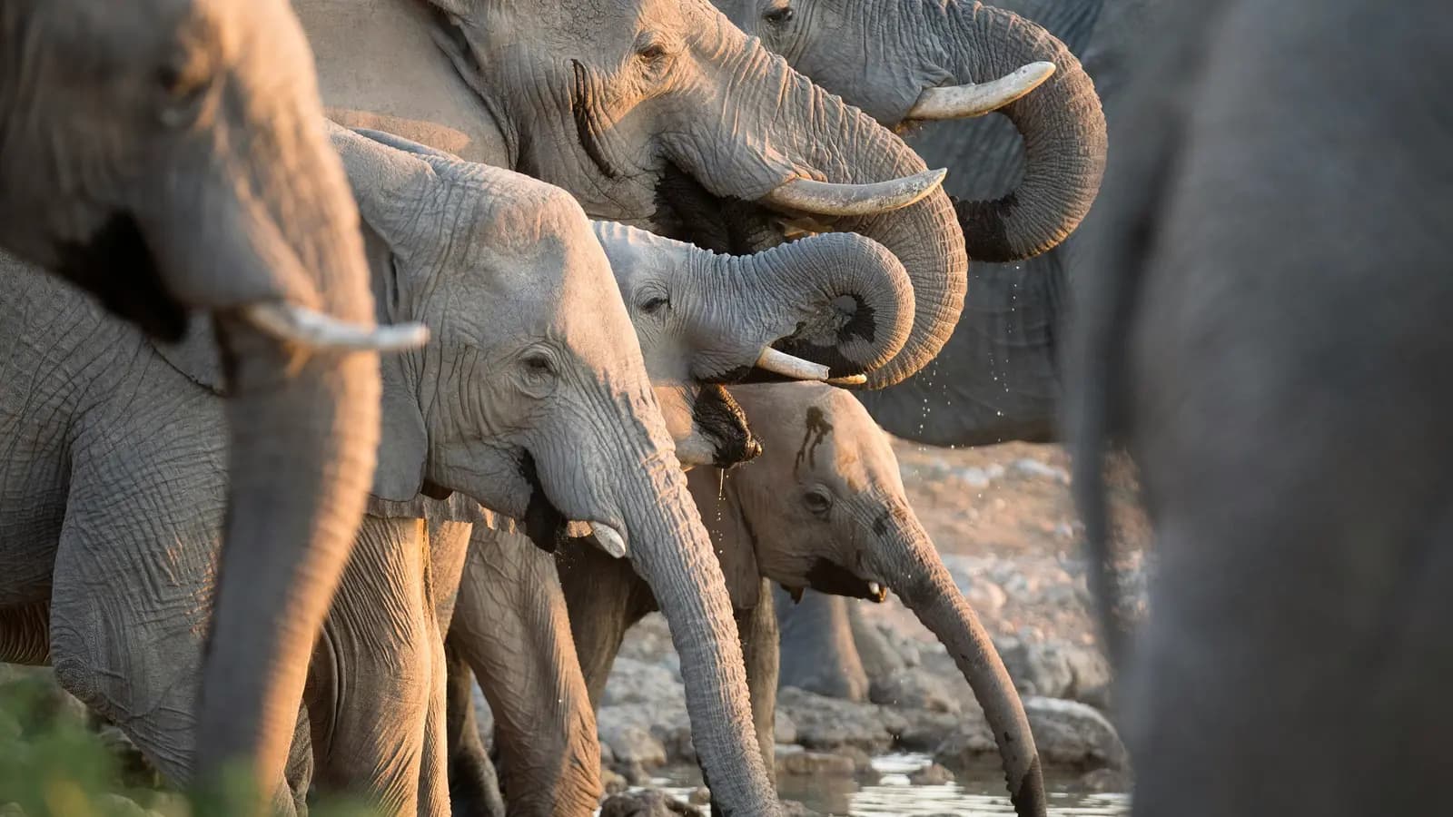 Signature: Botswana's Wildlife & the Okavango Delta, a tour by G Adventures