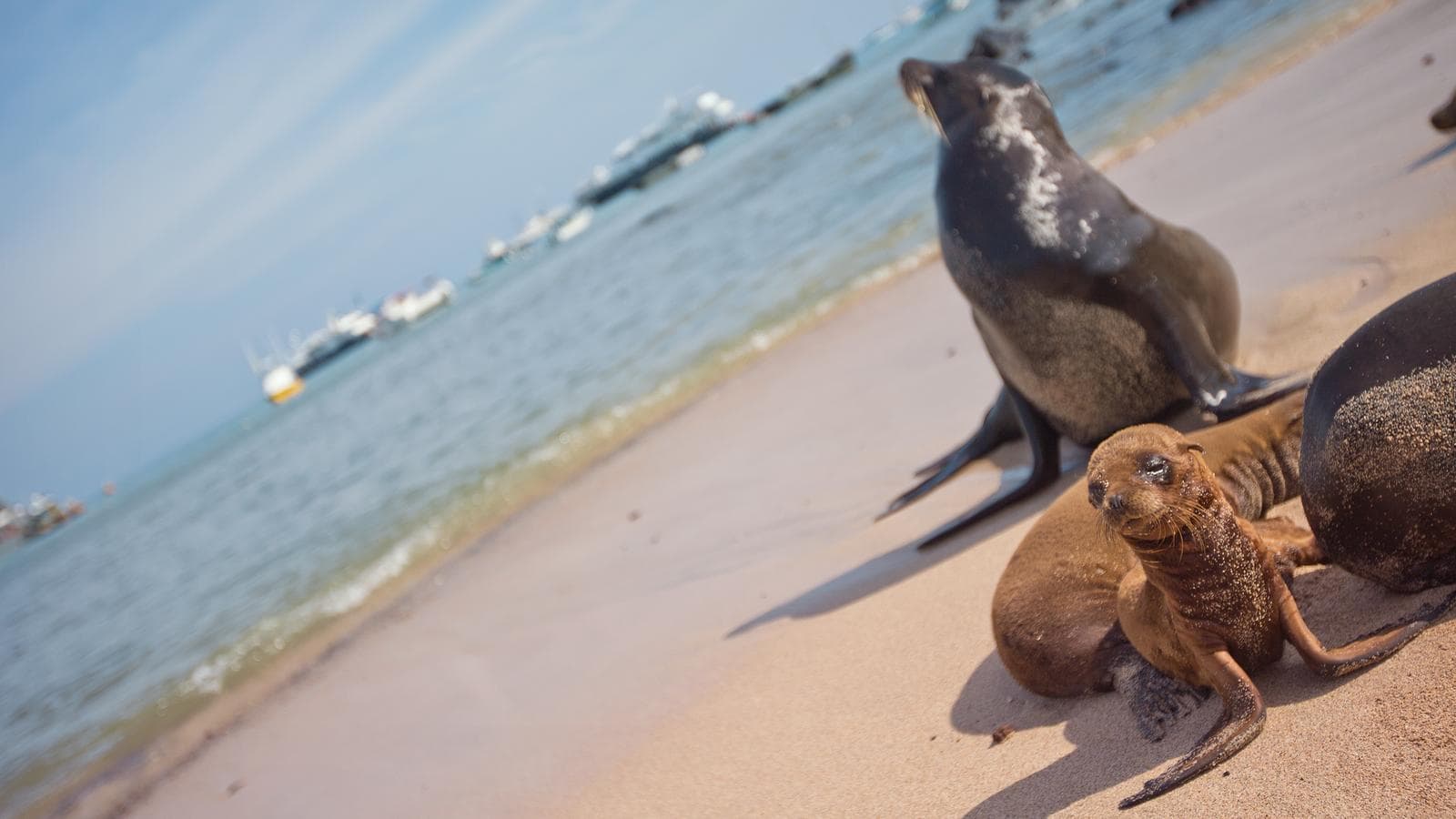 Upgraded Land Galápagos (Ecuador), a tour by G Adventures