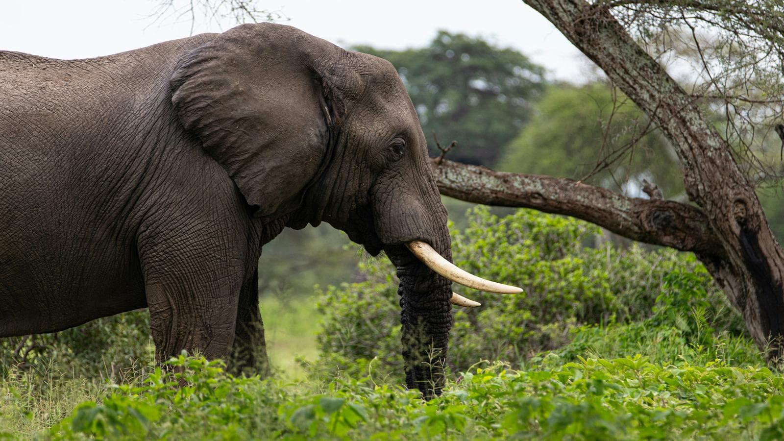 Signature: Southern Africa’s Highlights, Cape Town to the Okavango Delta (Botswana), a tour by G Adventures