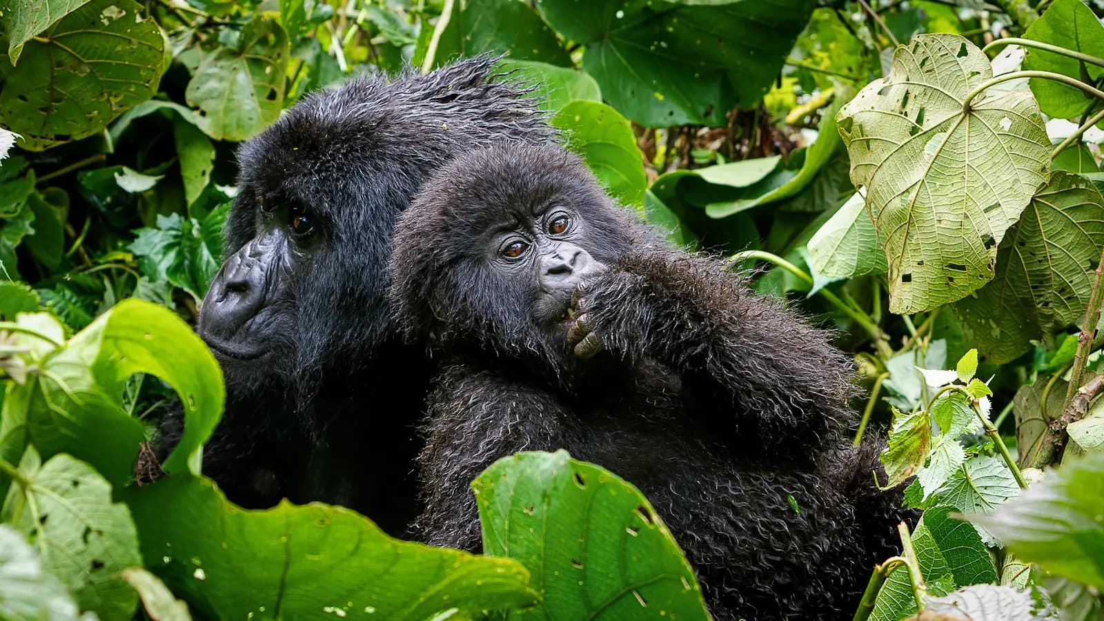 Signature: Rwanda's Primate Kingdoms, a tour by G Adventures