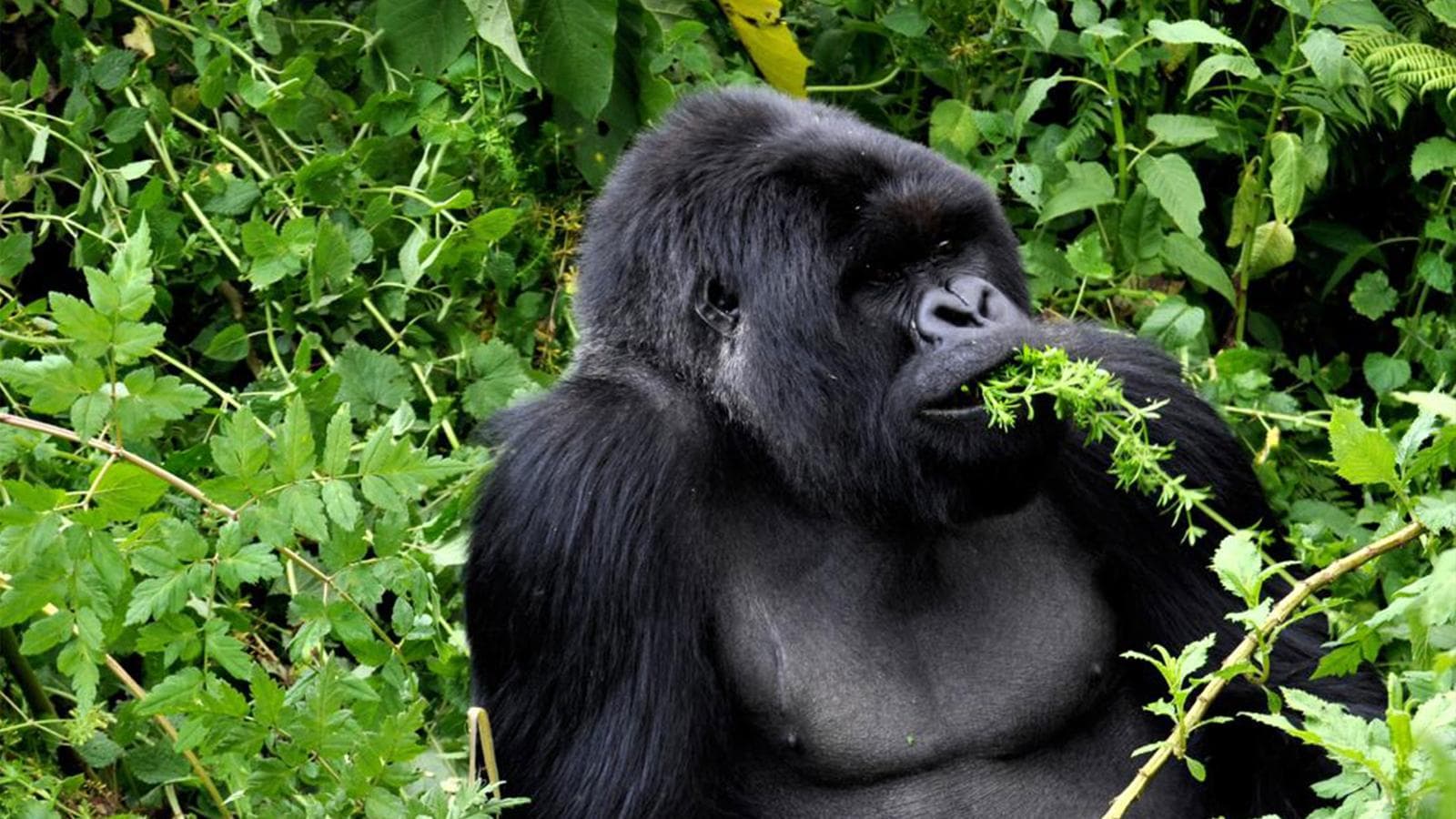 Journeys: Legendary Wildlife of Rwanda & Kenya, a tour by G Adventures