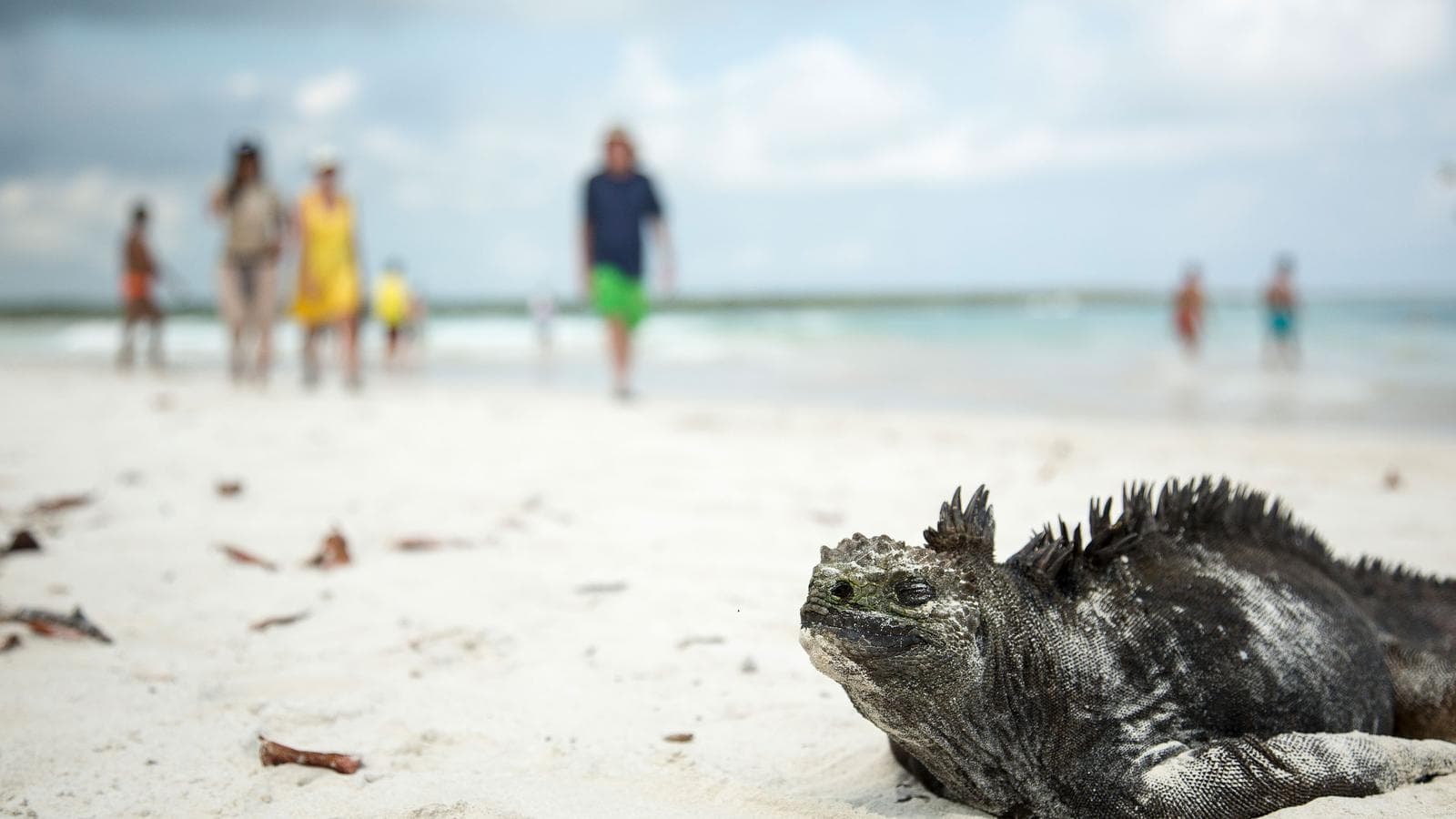 Solo-ish Galápagos (Ecuador), a tour by G Adventures