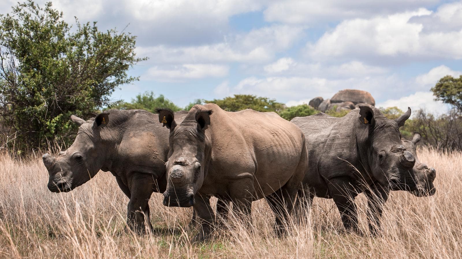Journeys: The Great Southern Africa Safari (Botswana), a tour by G Adventures
