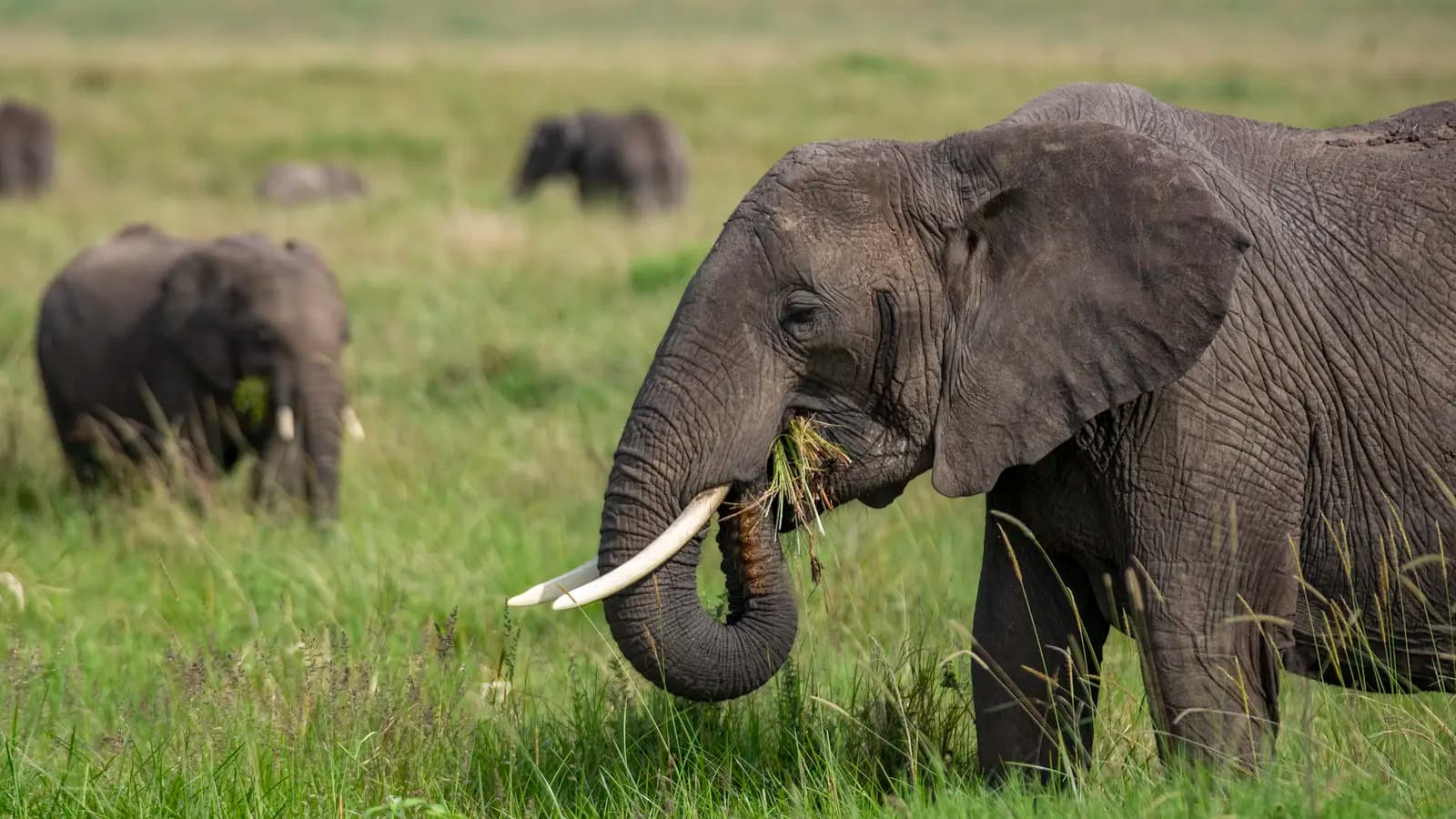 East Africa: Maasai Mara, Serengeti Safaris, & Island Paradise (Tanzania), a tour by G Adventures