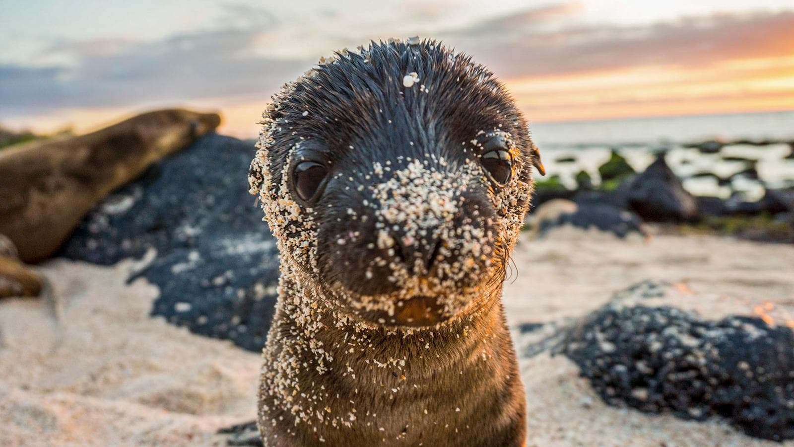 Galápagos – West and Central Islands aboard the Reina Silvia Voyager (Ecuador), a tour by G Adventures