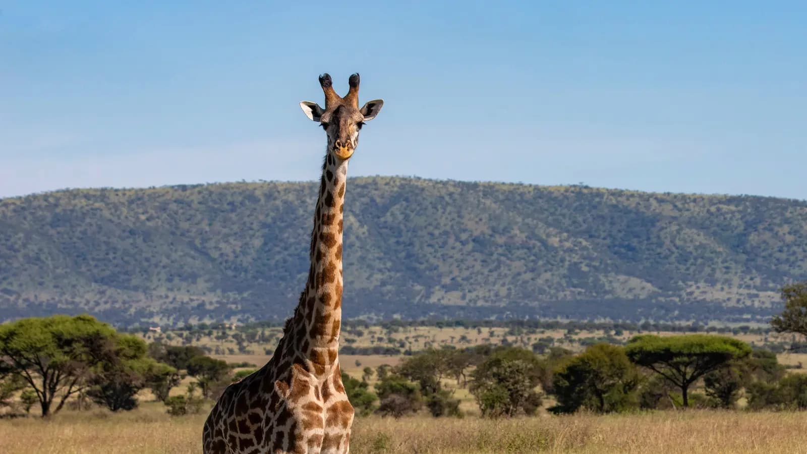 Tanzania: Kilimanjaro's Machame Route & Serengeti Wildlife, a tour by G Adventures