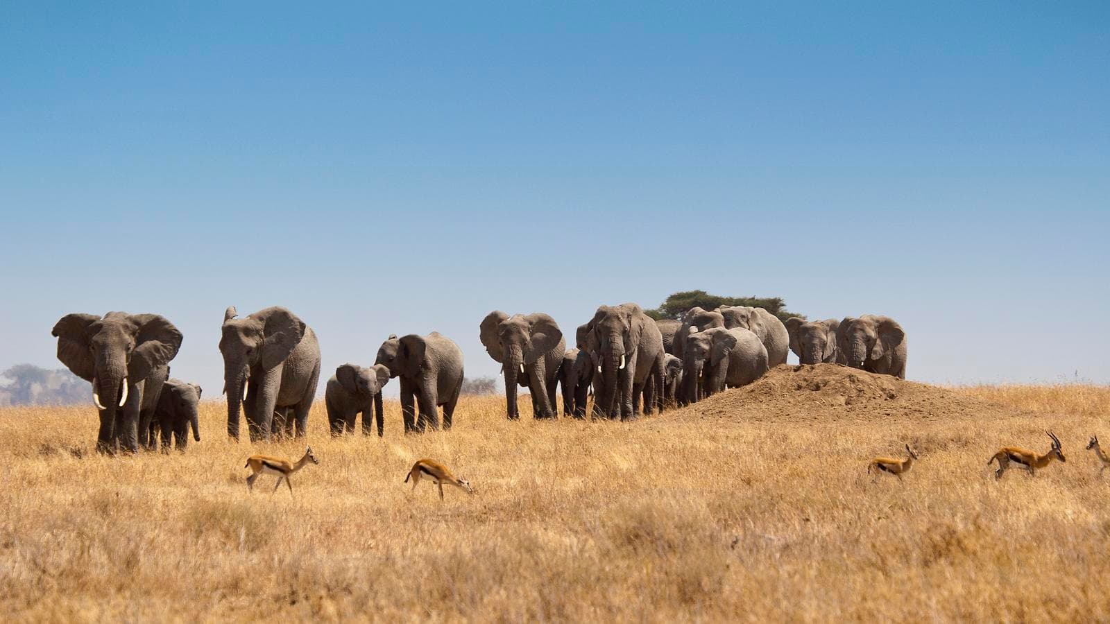 Journeys: Kenya & Tanzania Safari, a tour by G Adventures