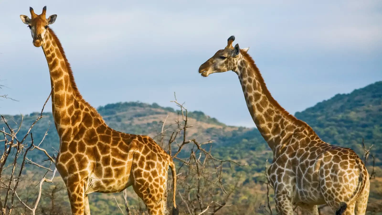 Wildlife of Kenya & Tanzania: Nakuru to Serengeti, a tour by G Adventures