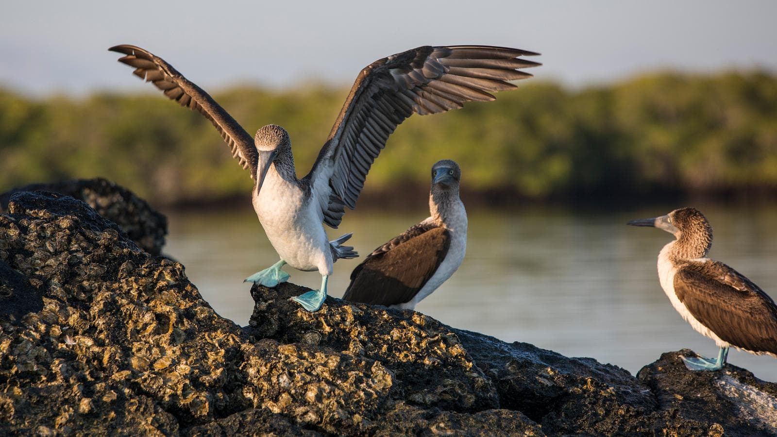 Galápagos Express Adventure: Wilderness & Wildlife (Ecuador), a tour by G Adventures