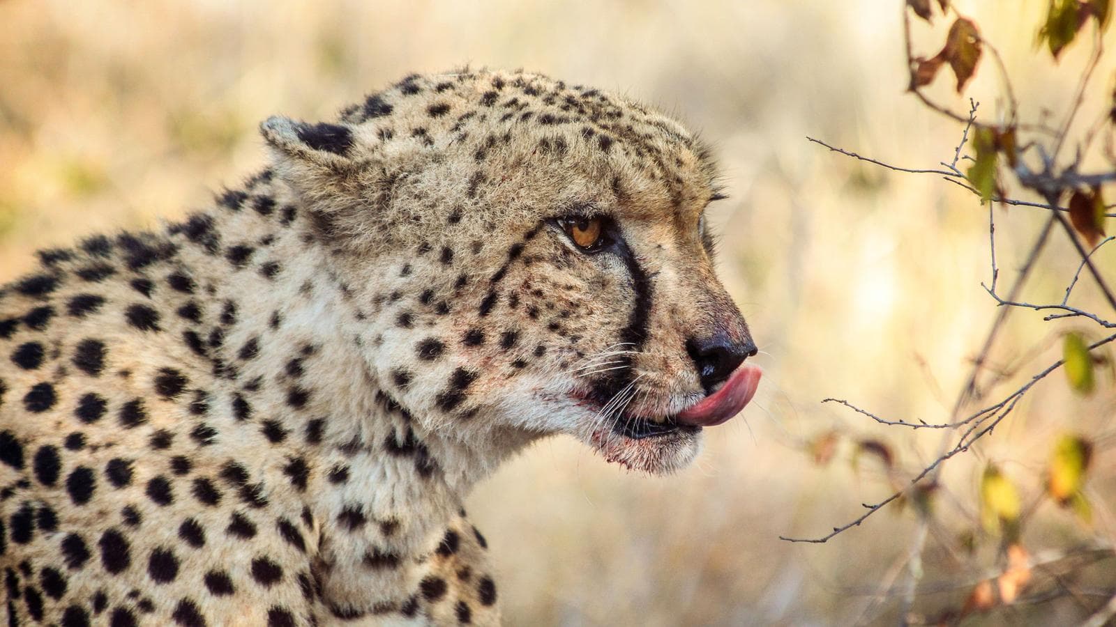 Best of South Africa, a tour by G Adventures