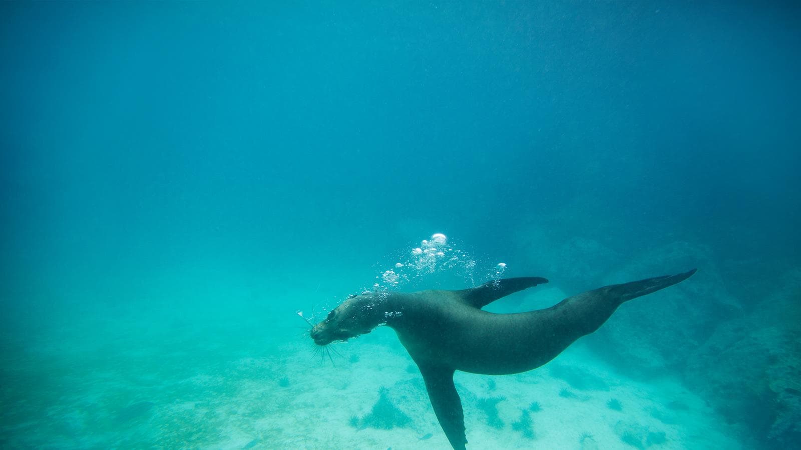 Galápagos Land & Sea — Central & South Islands aboard the Yolita (Ecuador), a tour by G Adventures