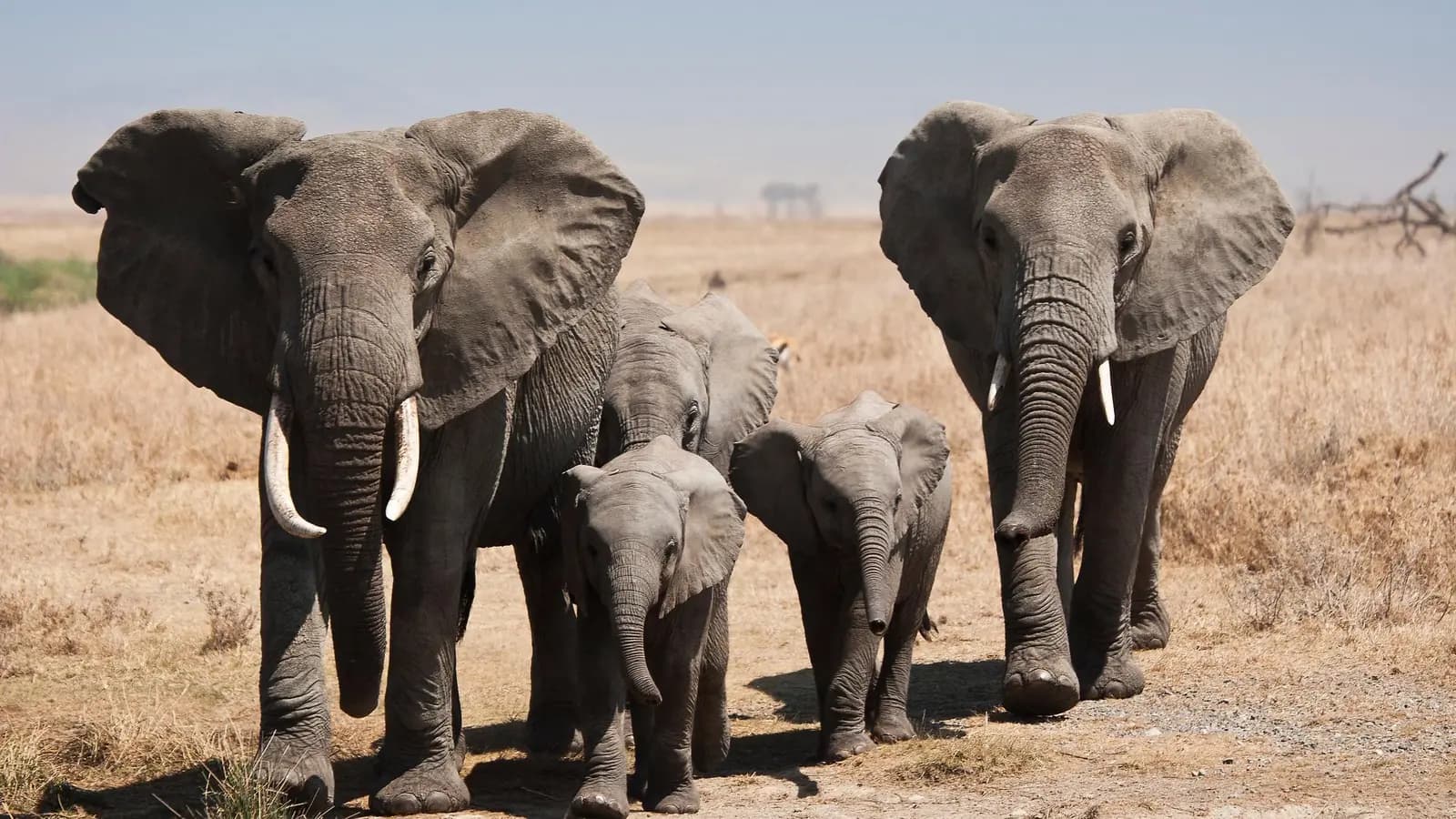 Tanzania: Kilimanjaro, the Serengeti & Zanzibar, a tour by G Adventures
