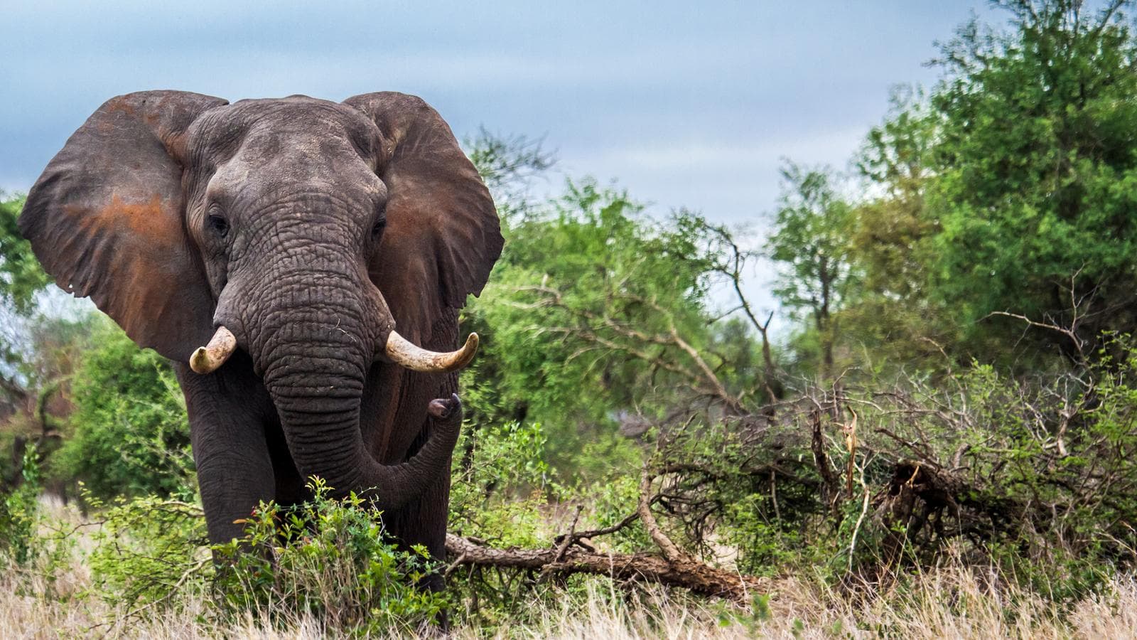 Journeys: Discover Kruger & Namibia, a tour by G Adventures