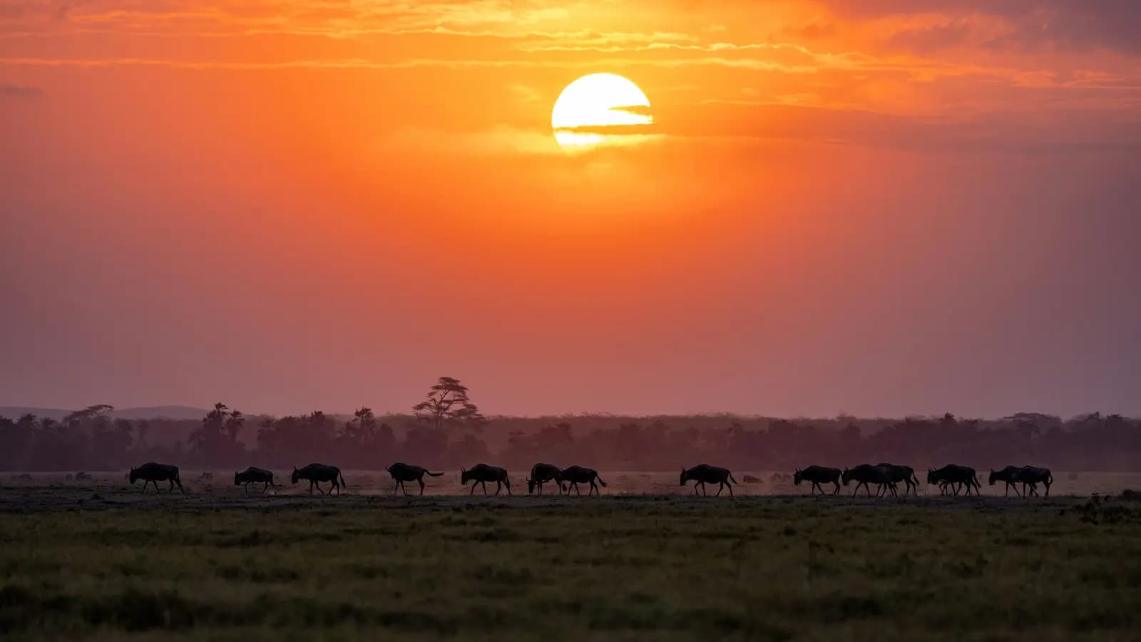 Signature: Tanzania, Kenya & Rwanda — Savannah to the Rainforest, a tour by G Adventures