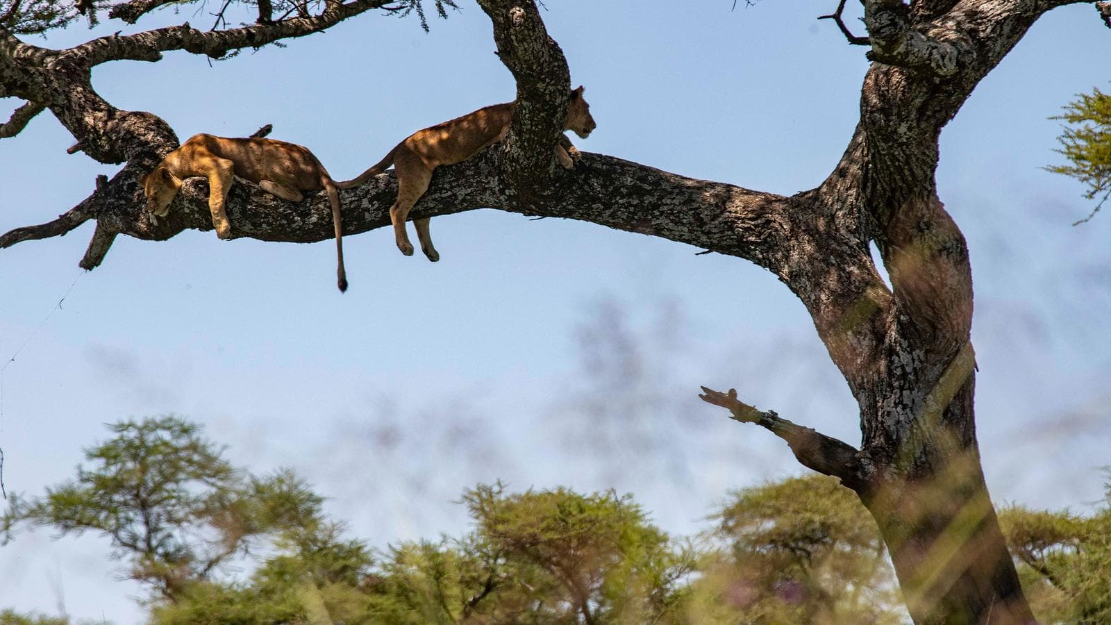 Nairobi to Cape Town Overland Safari & Participation Camping (Tanzania), a tour by G Adventures
