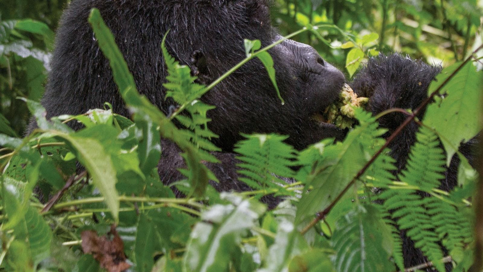 Journeys: Wild Encounters in Rwanda, a tour by G Adventures